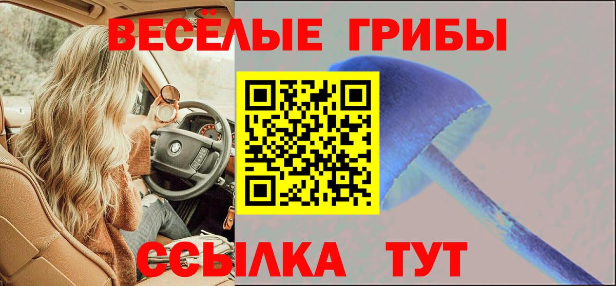 Галлюциногенные грибы Psilocybe Тара